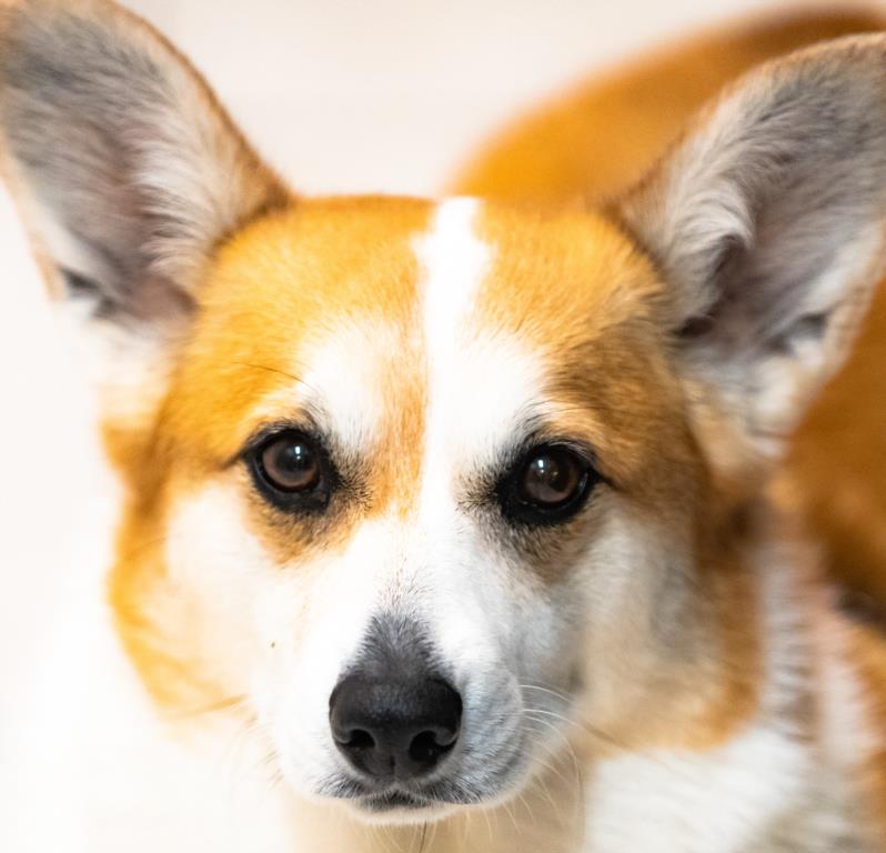 Come see all of our beautuiful fur faces!!
